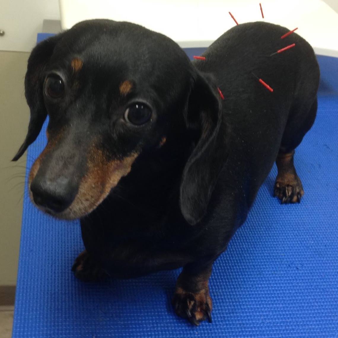 Almonte Veterinary Services Almonte, ON Eastern Ontario Local