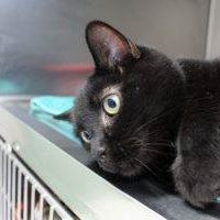 Ontario Spca Provincial Office logo