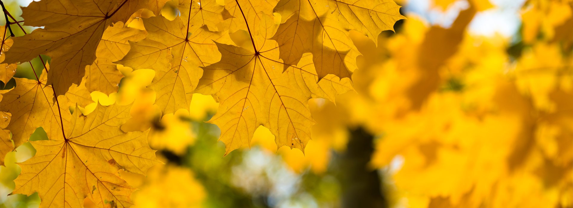 Wilson Funeral Home Cornwall, ON Eastern Ontario Local