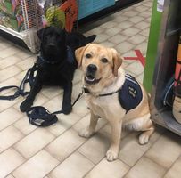 Canadian Tire Napanee logo