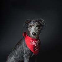 Lifestream Animal Blood Bank Inc logo