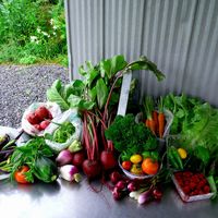 Rock-N-Horse Farm logo