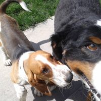 Sunny Countryside Grooming logo