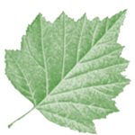 Seasons Naturopathic Clinic logo