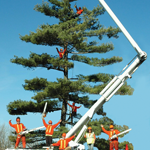 Tim Allen's Tree Services logo